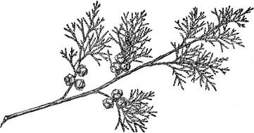 Branch Of Atlantic White Cypress drawing