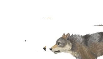 Animated Wolf Running