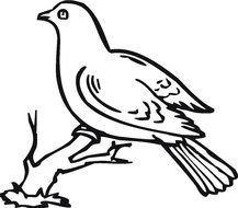 How To Draw Doves