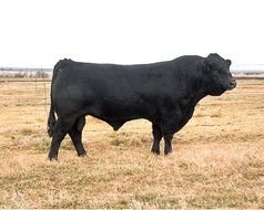 black Limousin Cattle