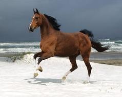 Beautiful horse on the landscape near the water