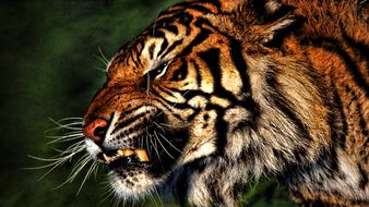 Wild Animal Tiger drawing