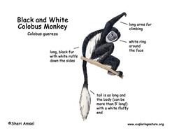 Monkey Diagram