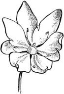 sketch of a garden flower