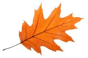 orange Oak Leaf