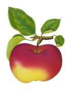 Beautiful and colorful cartoon apple clipart