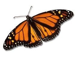 monarch butterfly orange