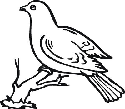 How To Draw Doves