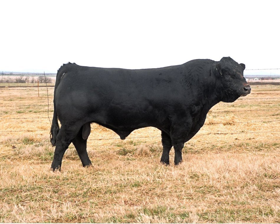 Black Limousin Cattle Free Image Download