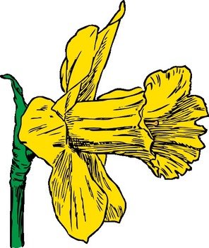 Free Clip Art Spring Daffodil Flowers