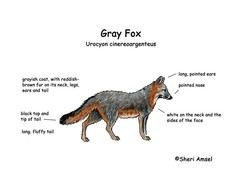 Red Fox Diagram