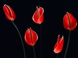 beautiful red flowers on a black background