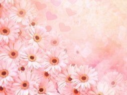 background of pink gerbera flowers