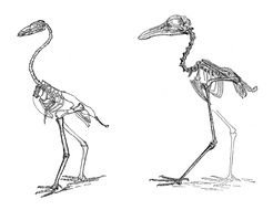 drawn two skeletons of birds