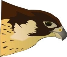 painted brown head of a bird of prey on a black background