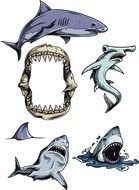 variety of sharks as a graphic illustration