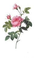 vintage image of a pink rose