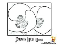 Sego Lily Flower Coloring Pages