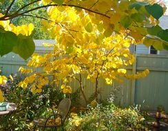 Picture of Golden Tree
