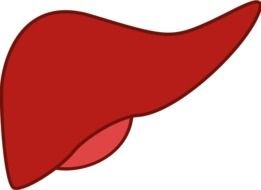 drawn liver