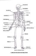Skeleton Diagram Labeled