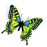 green Butterfly Clip Art drawing