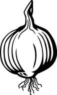 Black And White Onion drawing