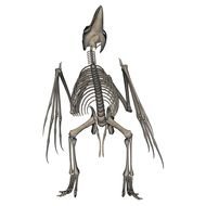Bird Skeleton drawing