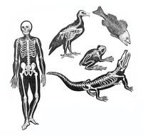 Fish Skeleton Clip Art N7