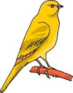 Beautiful yellow canary bird on the branch clipart