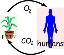 Carbon Dioxide And Oxygen Cycle