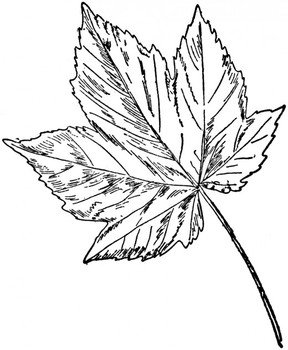 Sugar Maple Leaf Coloring Page