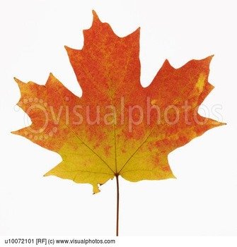 Sugar Maple Leaf In Fall Color Against White Background