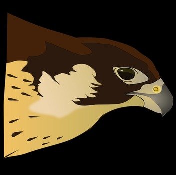 drawn profile of a bird of prey on a black background