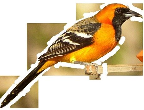 Oriole Bird