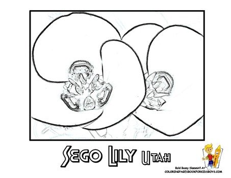Sego Lily Flower Coloring Pages
