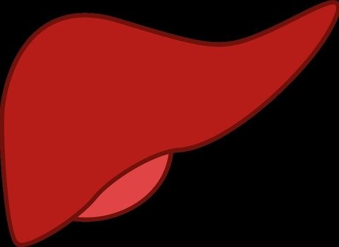 drawn liver