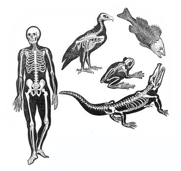 Fish Skeleton Clip Art N7