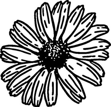 Daisies Flower Outline Clip Art N3
