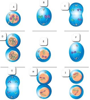 Meiosis Diagram