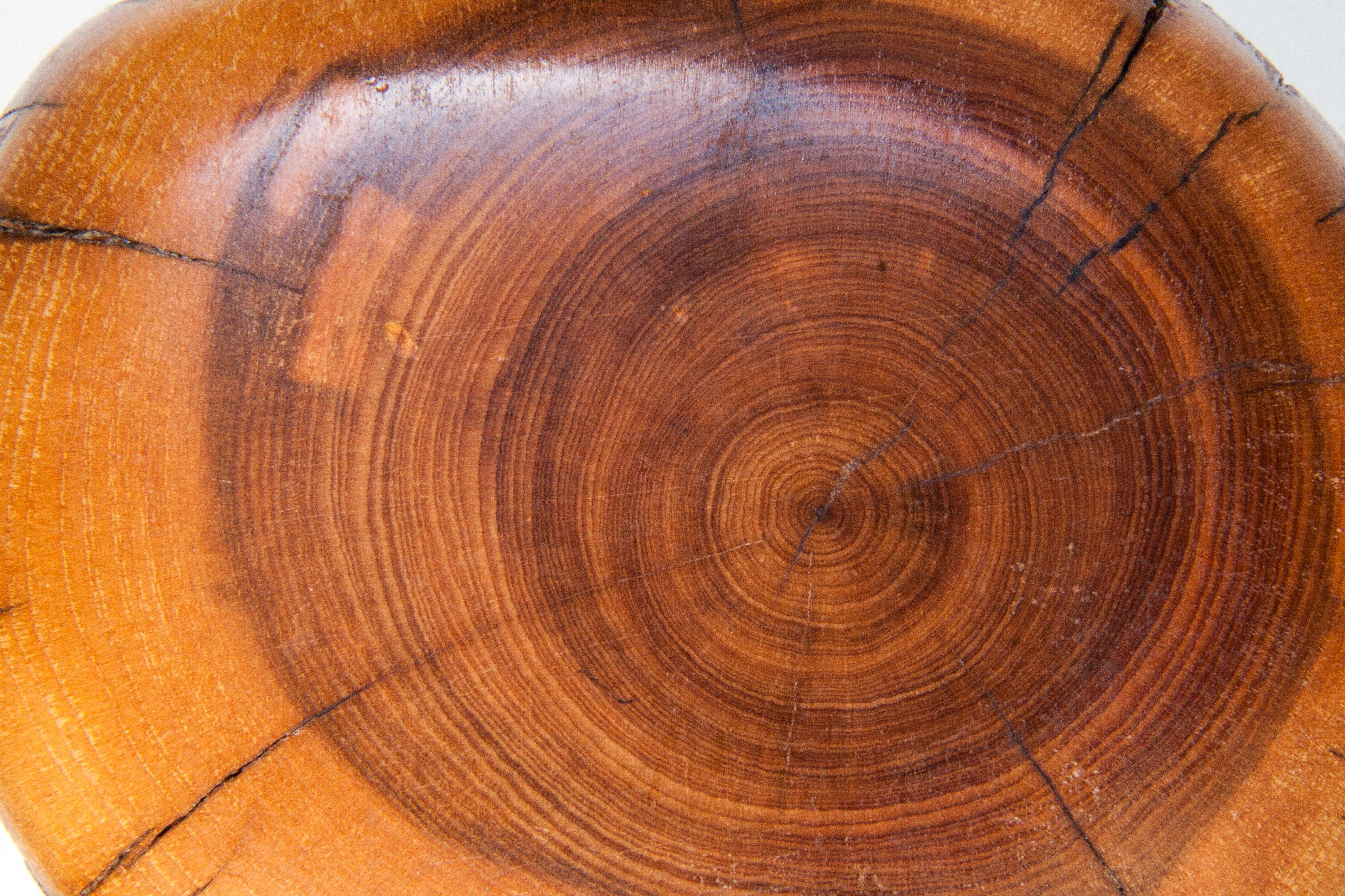 Кольца древесины годичные кольца