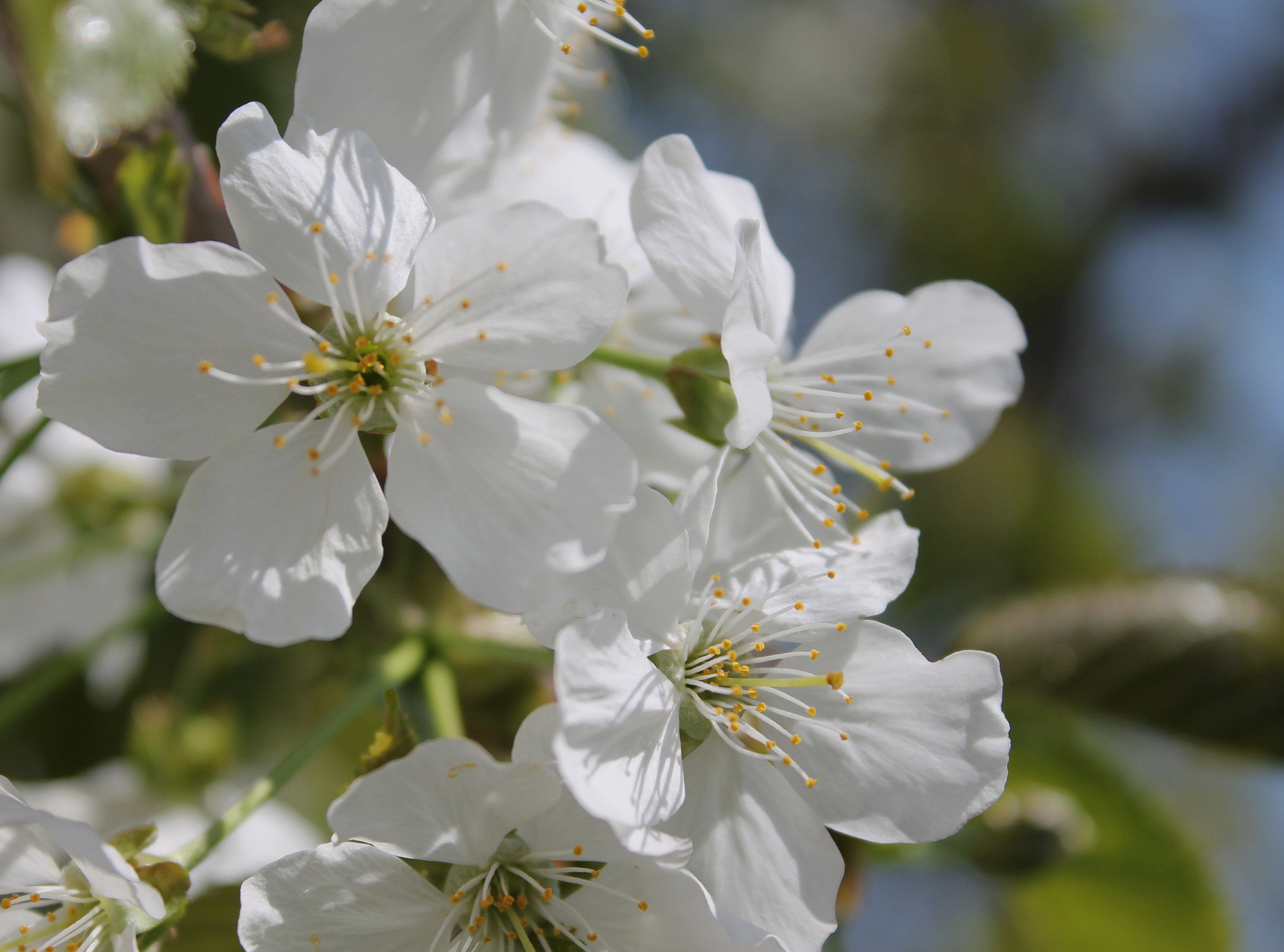 Белая вишня цветет