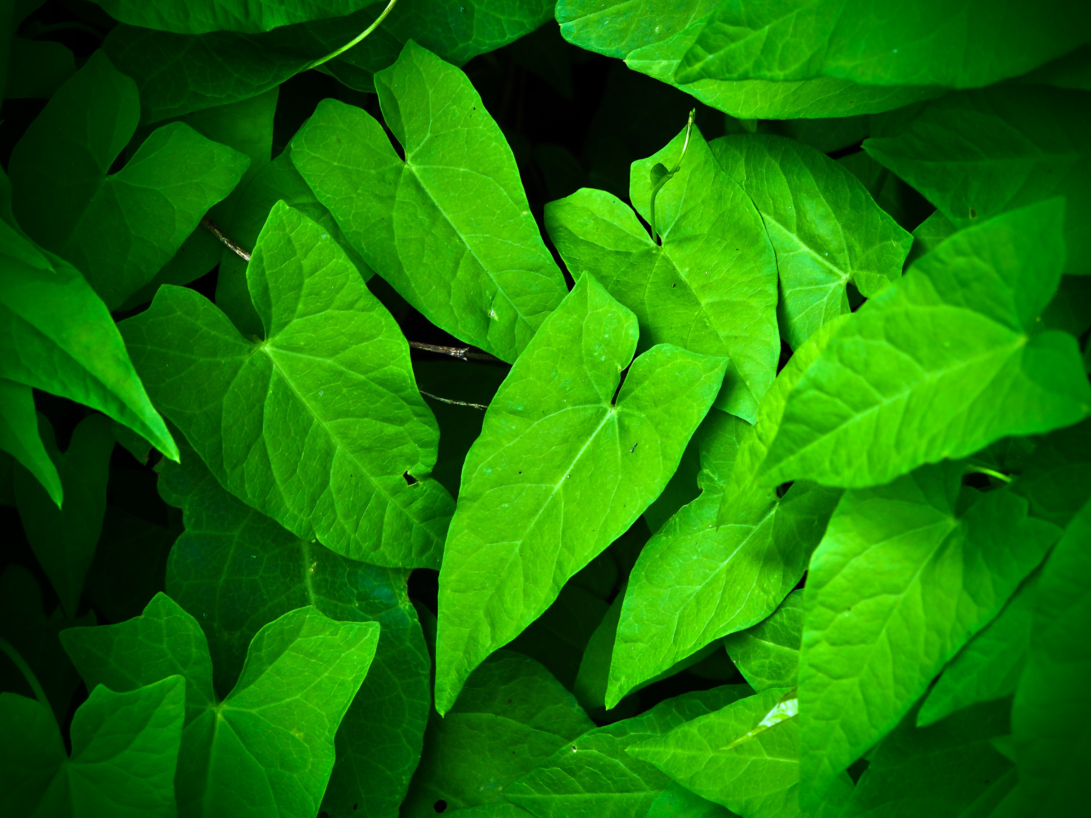 Куча зеленых листьев