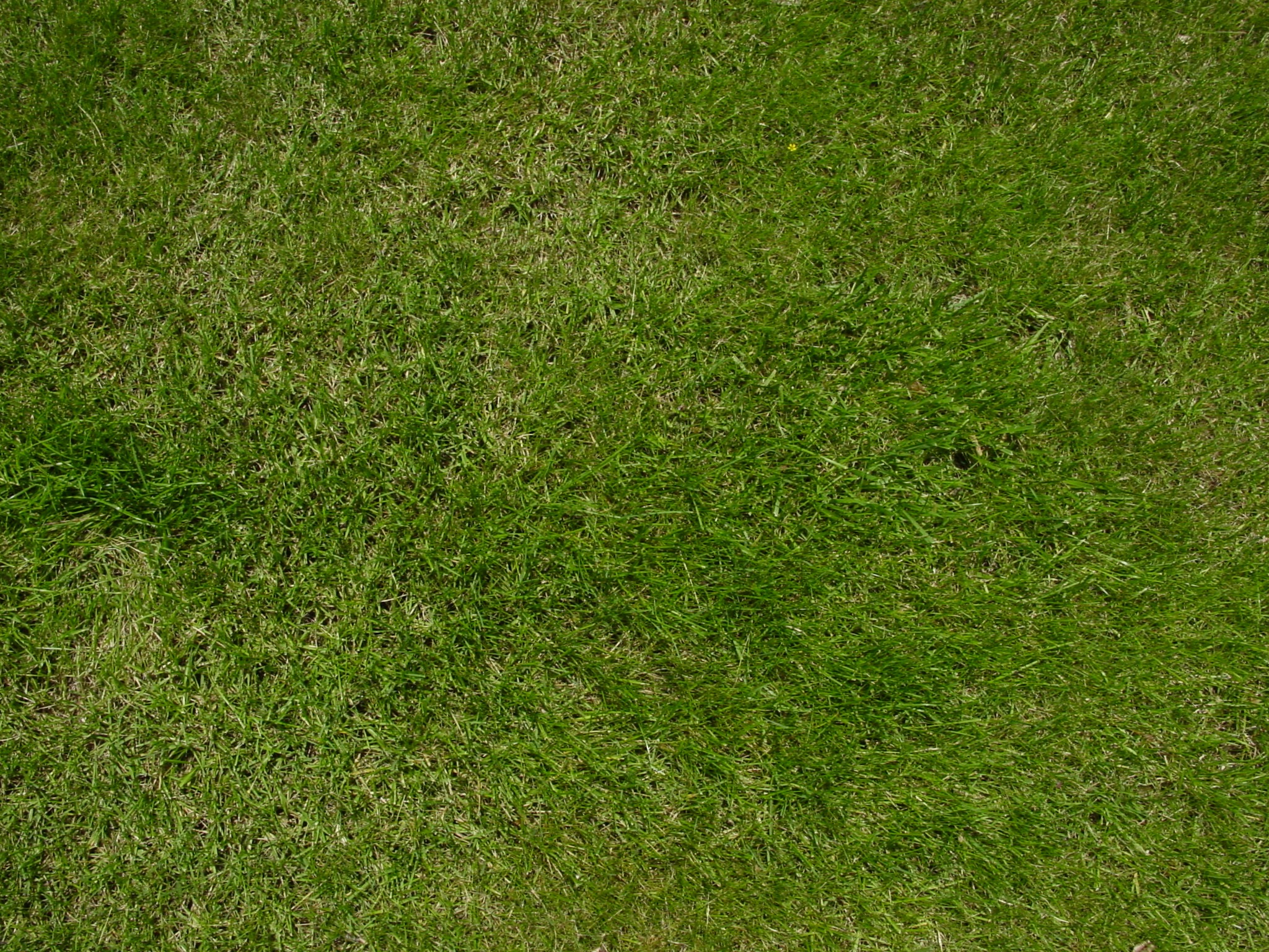 Grass Ozon