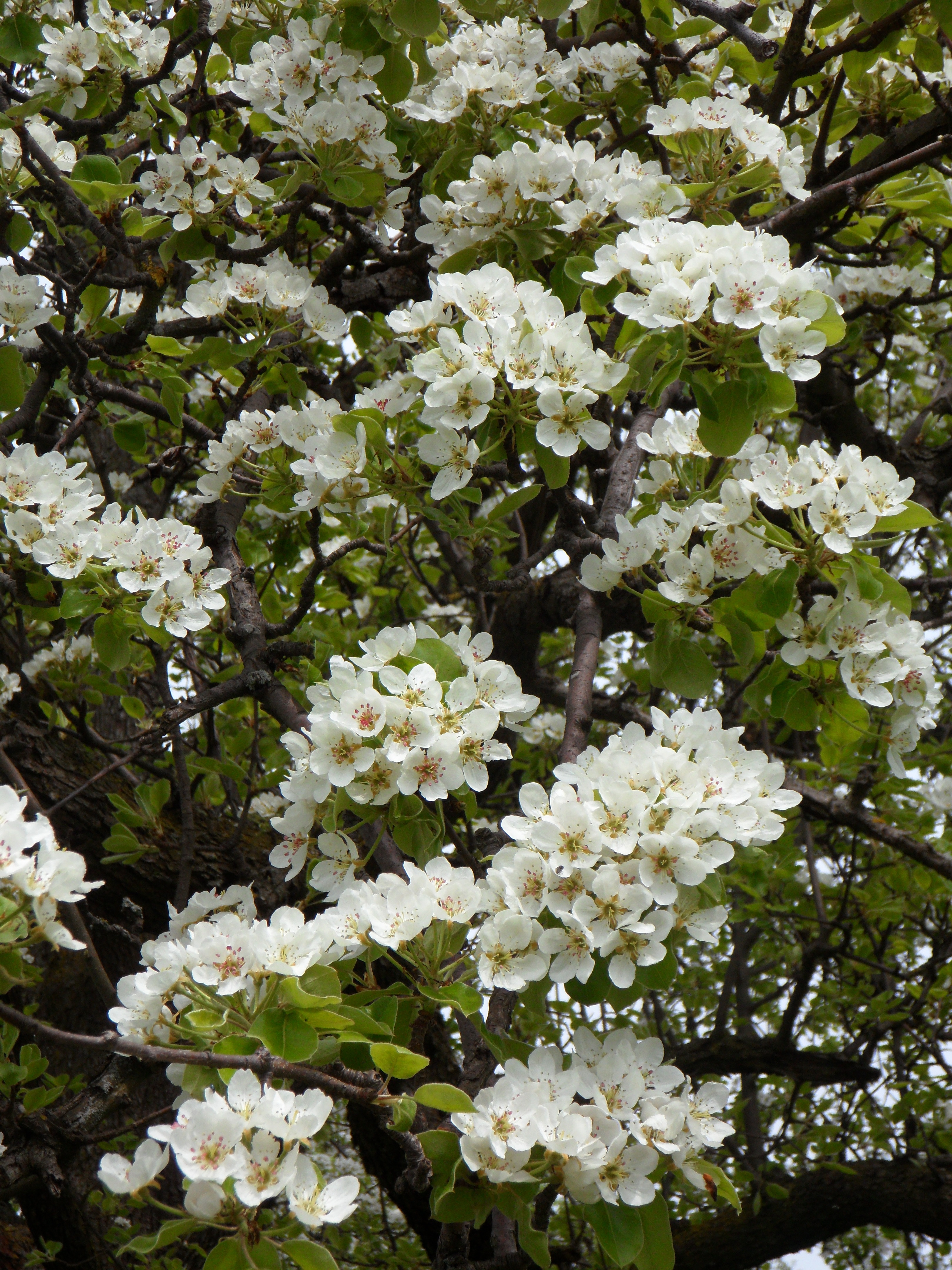 Дерево цветет белыми цветами