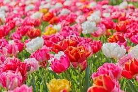 blossom field of beautiful tulips