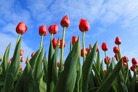 fields of beautiful red tulips