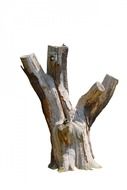 tree stump dead close up texture