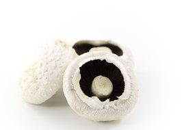 champignon mushrooms on a white background