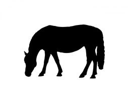 horse pony equine animal black